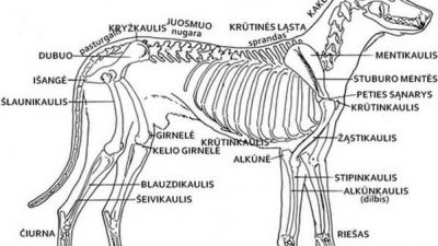 Šuns anatomijos pagrindai