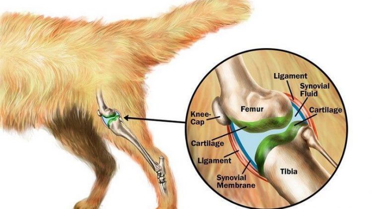Šunų artritas – paplitusi skausminga liga