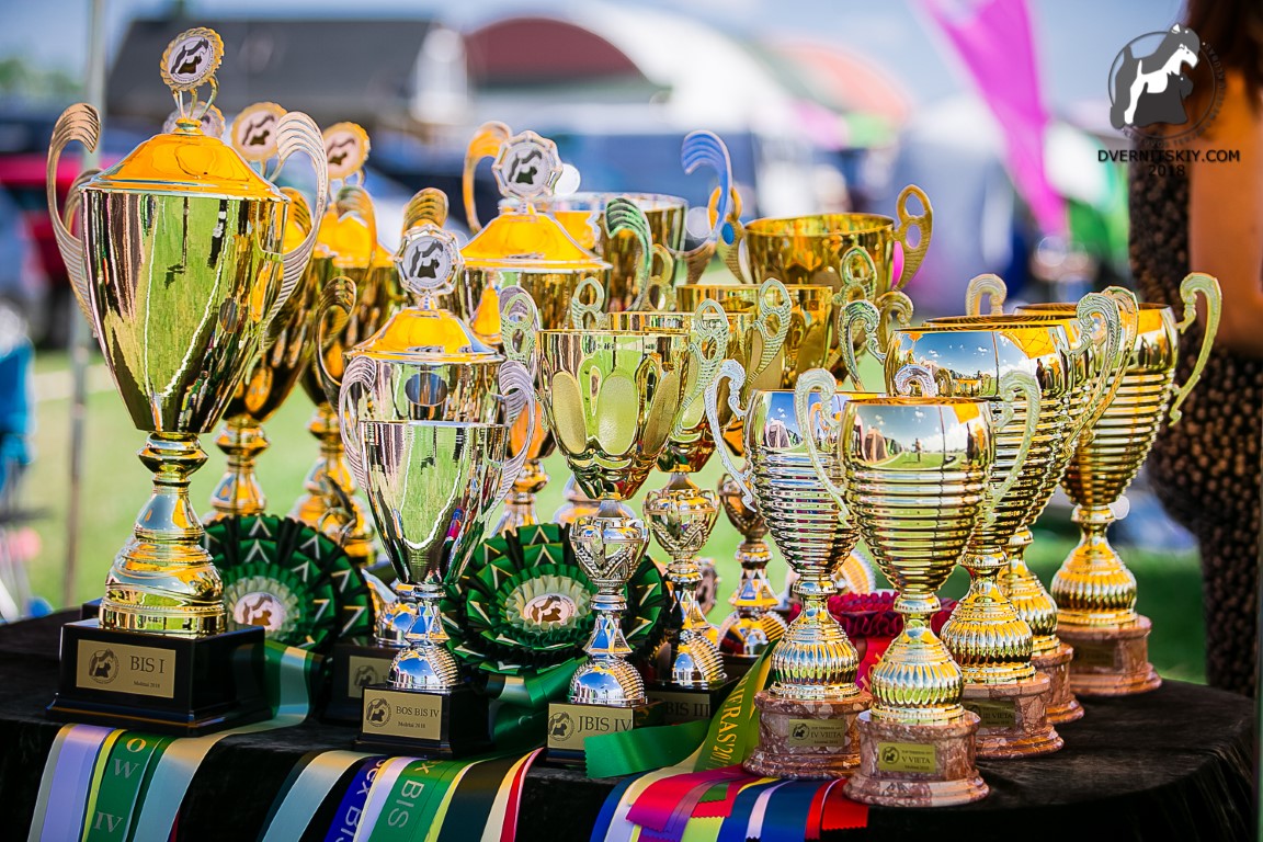 Šunų parodos akimirka