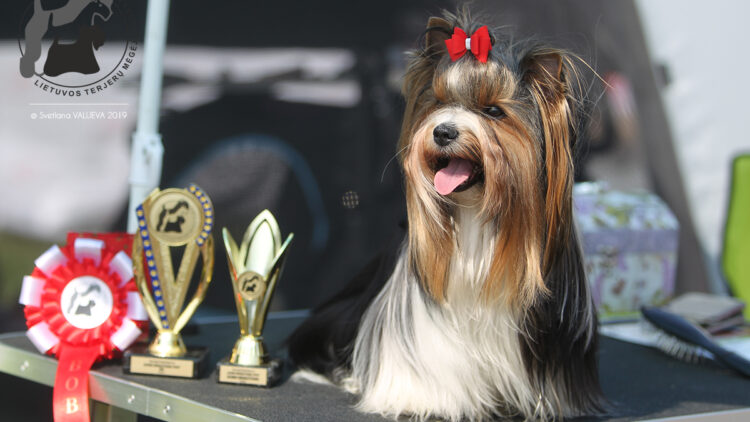 Ar šunų parodose tikrai tiek daug politikos?